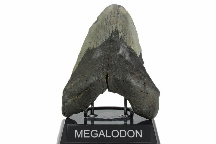 Fossil Megalodon Tooth - South Carolina #352198